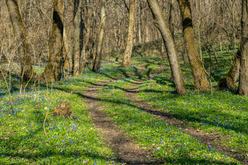 Blooming Siberian Scilla and sunny forest glade in early spring
