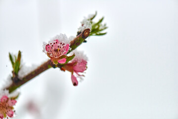Frosty winter scenery - snow and ice covering Branch of a Blossoming Peach