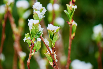 Close-up of Frozen leaf covered with snow