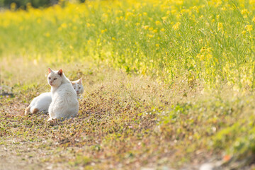 菜の花と猫