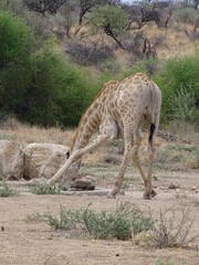 Naklejka na ściany i meble a giraffe drinking water