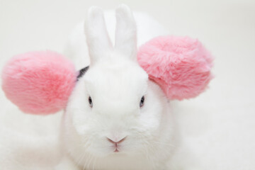 image of rabbit white background