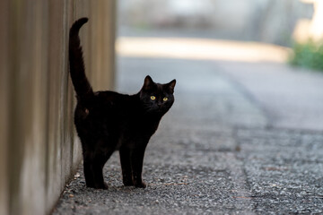 路地の猫　黒猫 - obrazy, fototapety, plakaty