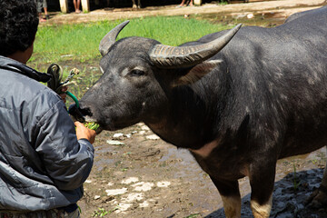 Hombre dando de comer hierba a un búfalo, Indonesia.