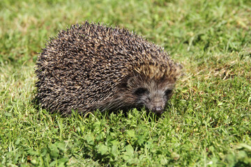 Young hedgehog in the grass