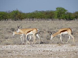 animal at the waterhole in the nationalpark in africa