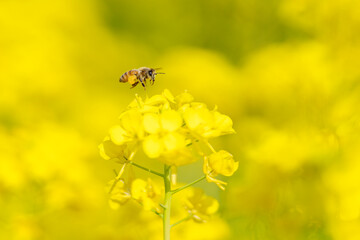 菜の花とミツバチ