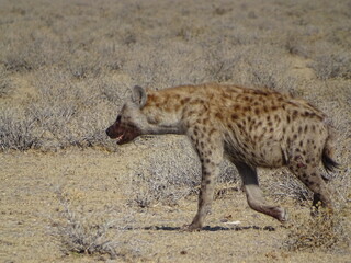 hyena in the nationalpark in africa