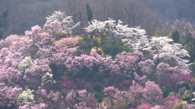 花見山・桜（福島県・福島市）