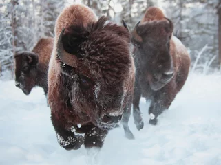 Fototapeten bison running in the snow to the far focus © 1