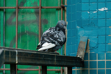 A street feral pigeon (dove) in an city location of green and turquoise (blue) background.