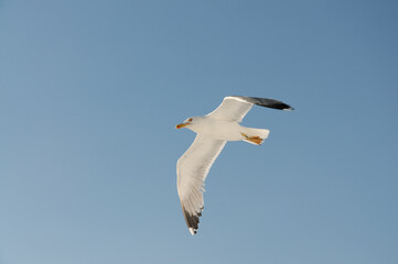 white seagull against a pale blue sky flying above the mediterranean sea