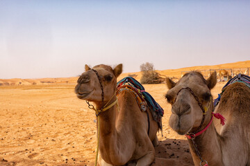 Camels in the desert waiting for tourists