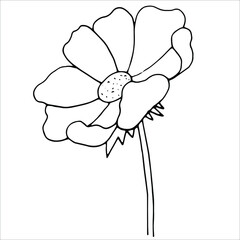 Hand drawn vector botanical illustration. Isolated objects on white.