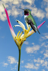 Humming bird perched on a Parrot's Beak Heliconia