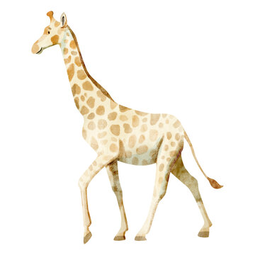 Watercolor illustration of cute giraffe isolated on white