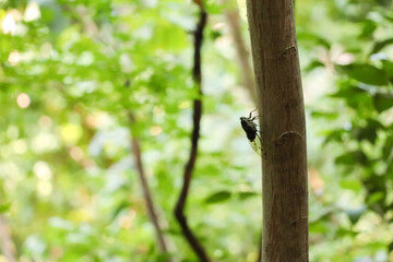 夏の森で鳴くセミ