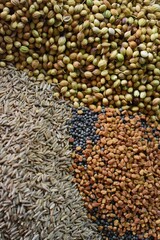 Spice set: red chili pepper, masala, black pepper, cumin, fenugreek, cloves, green cardamom on plate. Healthy eating concept