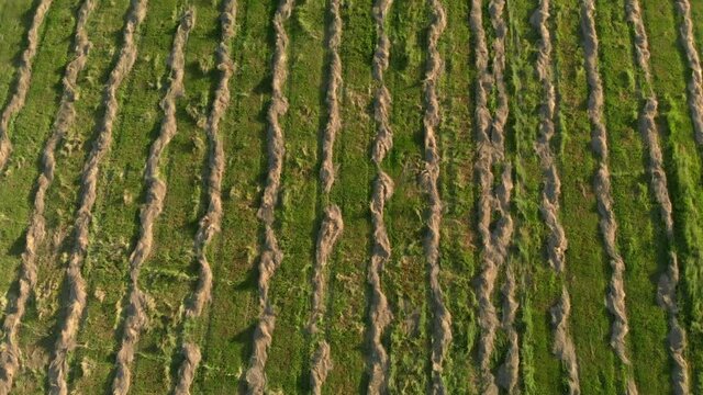 Aerial view. Agricultural field with freshly cut grass collected in smooth parallel lines. Harvesting hay for livestock or silage. Fresh cut grass in the field. Rowing hay into smooth rows for drying.