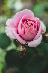 Beautiful pink rose on blur backround
