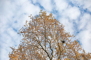 tree branches against blue sky