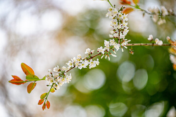 spring blossom in spring