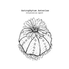 Illustration hand drawn Astrophytum asterias cactus with blooming flower - outline