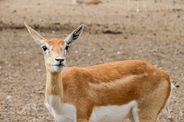 A young deer or fawn looking at camera with big ears. Spotted baby deer outdoor standing in the wild.