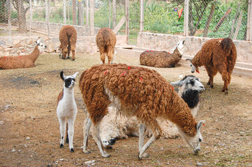 A herd of Llamas including a cria on a farm. Domestic llamas used as meat, pack and fiber. Baby llama standing next to her mother while pasturing. Animals on a cage in a zoo. © OlgaPS