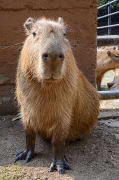 A capybara sitting in a zoo for conservation. Capybaras are hunted for their meat and pelts. It is the largest living rodent in the world native to South America.