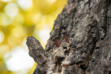 Nails that have been hammered into the tree