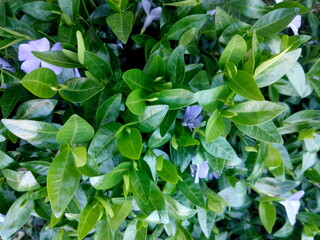 leaves in the garden