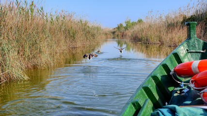 Boat trip in the Albufera Natural Park near Valencia, Spain. The blue sky is reflected in the clear water on a sunny day. The ducks fly over the lake