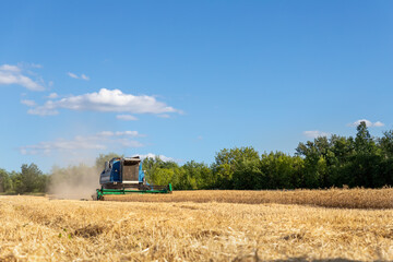 Obraz premium Scenic landscape of ripe golden organic wheat stalk field against blue sky on bright sunny summer day. Cereal crop harvest growth background. Agricultural agribuisness business concept