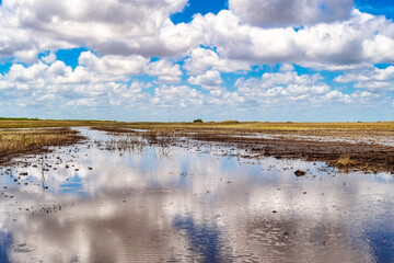 Everglades swamp during a drought period, Florida, USA