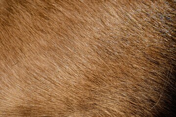 focus of hairs cat , cat fur texture