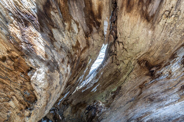 Close up of the hollow tree trunk