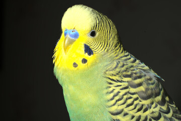 Portrait of a yellow and green cute budgie on a dark background. Close