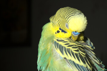 A yellow-green budgie itches on a black background. Closeup