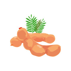 Tamarind, spices, vector illustration, white background 