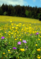 Obraz premium blumenwiese 