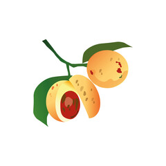 Nutmeg, spices, vector illustration, white background  
