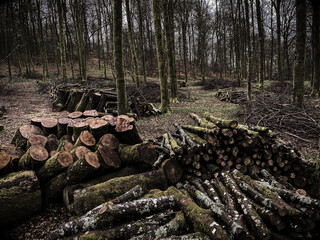 Fototapeta na wymiar forest management, Forestry work, in a broadleaf forest, Stack of cut tree logs in a Virton forest, Luxembourg, Belgium