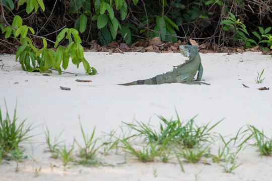 Ein Gr&uuml;ner Leguan sonnt sich auf einer Sandbank im brasilianischen Pantanal