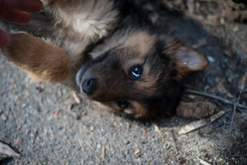 little cute fluffy puppy close up portrait. the dog is playing in the street. animals shelter concept, care, education. domestic animal. stray mongrel puppy. looks with a sad look, focus on the eyes