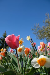 Close up of beautiful pink, white and orange  tulips against a blue sky in France