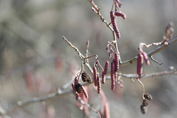 earring buds on a tree branch in early spring. Aspen branches with buds bloom in early spring. A close-up is a flowering branch. Branch with aspen earrings, bokeh, focus, autumn background