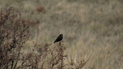 BLACK BIRD OF THE STEPPE