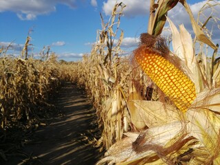 Fototapeta Kolba żółtej kukurydzy na polu uprawnym.  obraz