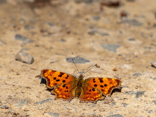Schmetterling